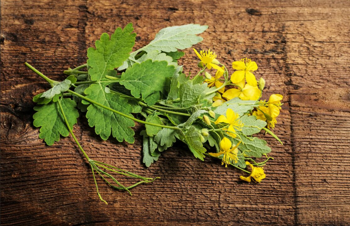 Chélidoine – une plante médicinale contre la mycose des ongles des pieds